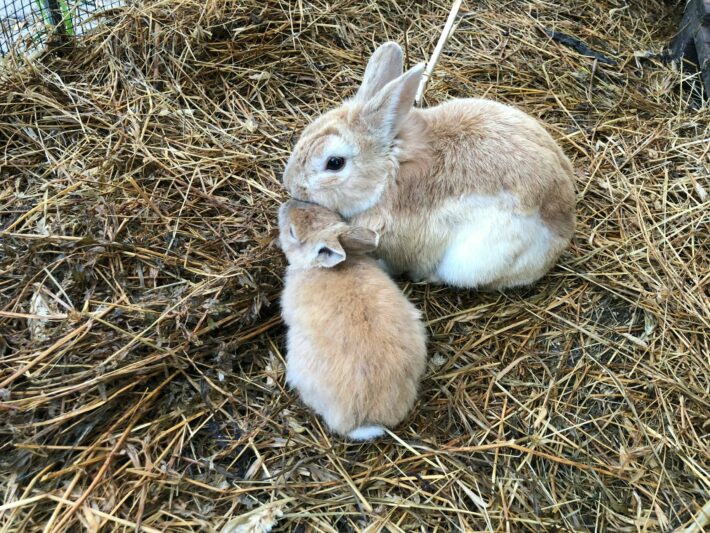 Does Netherland Dwarf rabbits the smallest breed of rabbits
