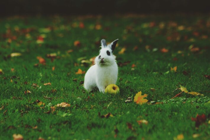 Do Netherland Dwarf rabbits experience growth spurts during specific stages