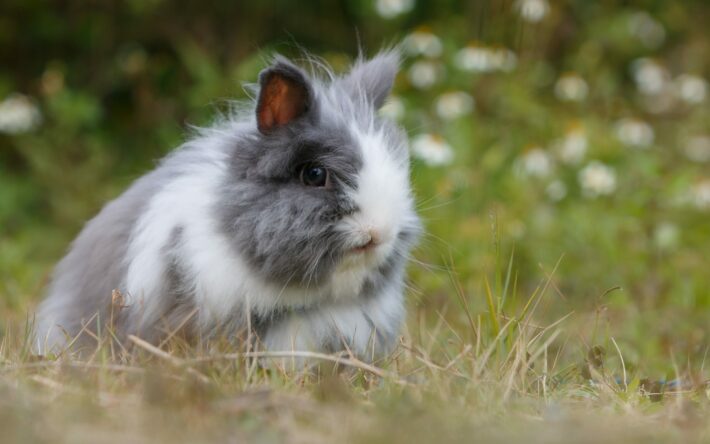 Effects of the size of a Netherland Dwarf rabbits in care and housing requirements