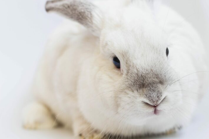 Effects of a Proper diet on the dental health of Netherland Dwarf rabbits