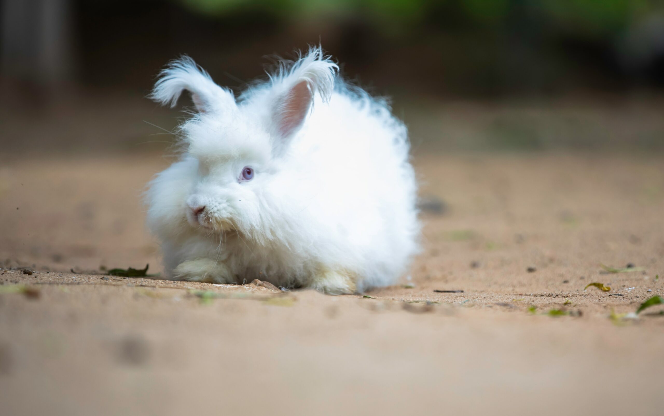 lionhead rabbits are prone to certain health issues