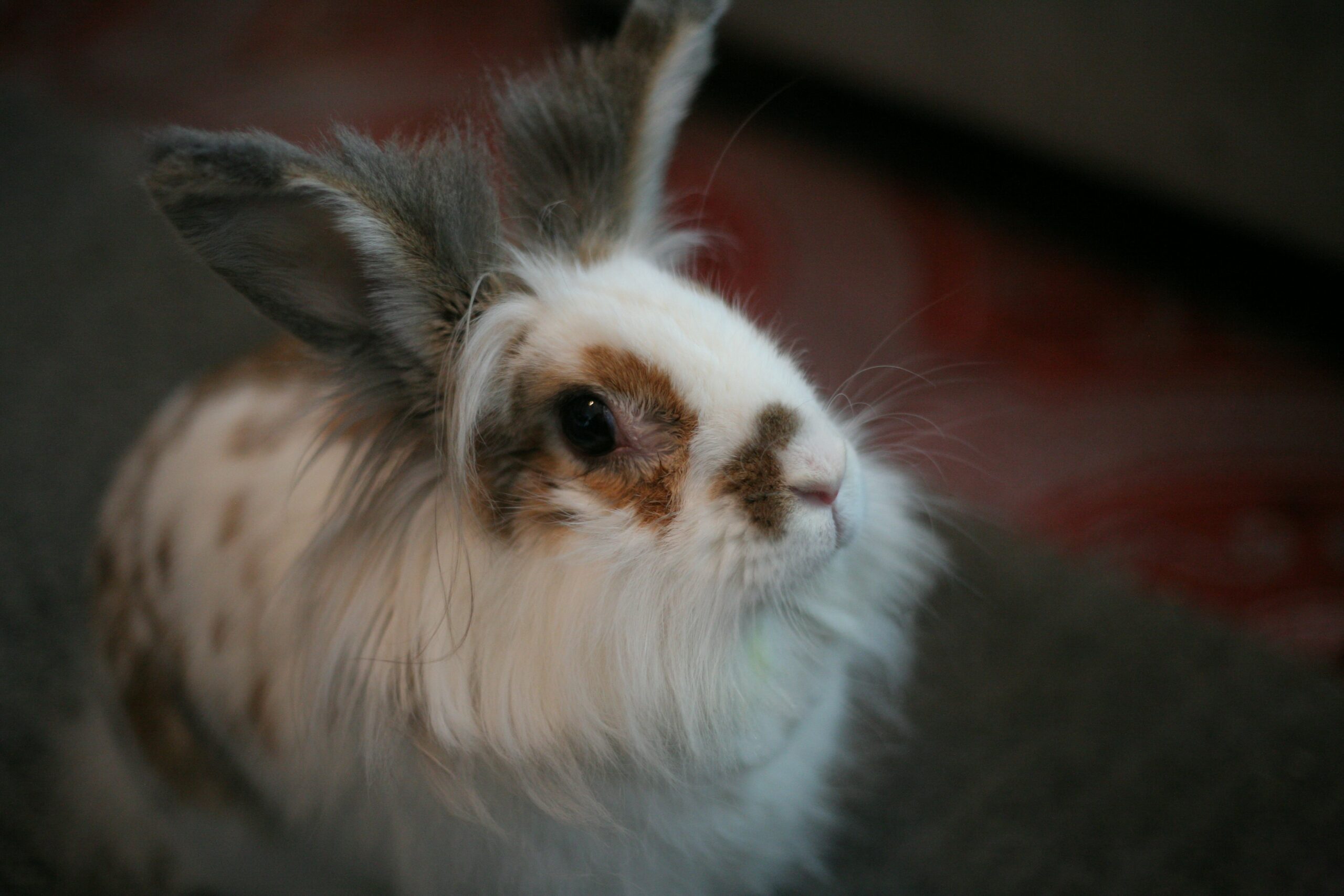  Physical Changes in a Pregnant Lionhead Rabbit