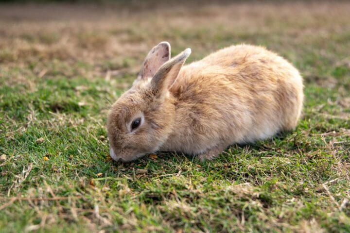 genetics primarily determine the brown coat color in Netherland Dwarf Rabbits