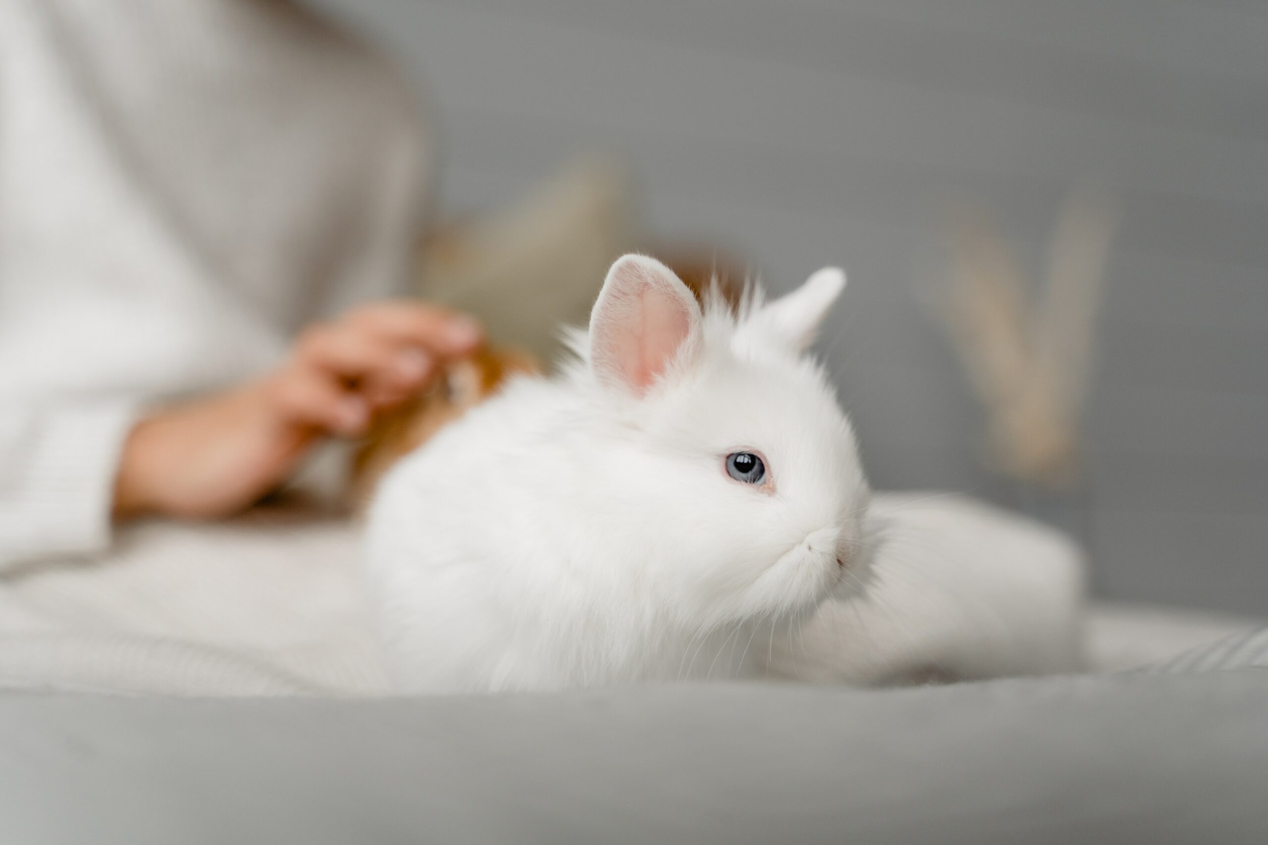  Early Indicators of Pregnancy in Lionhead Rabbits