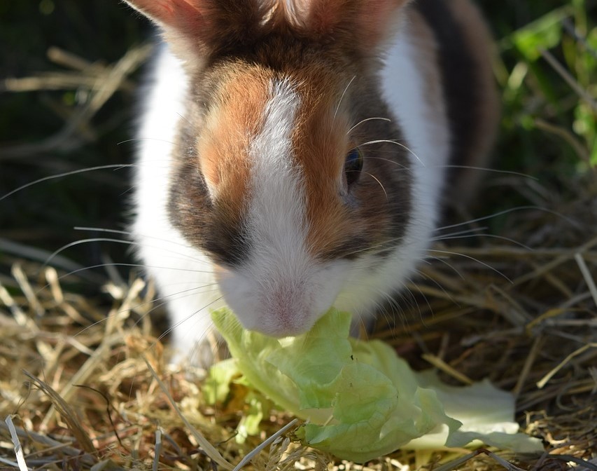 lettuce,Healthy, dwarf rabbits