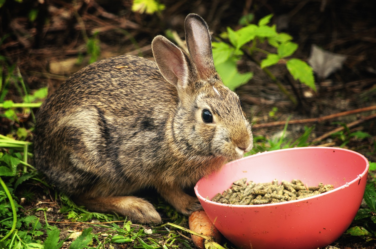 treats,Bunny nutrition made easy
