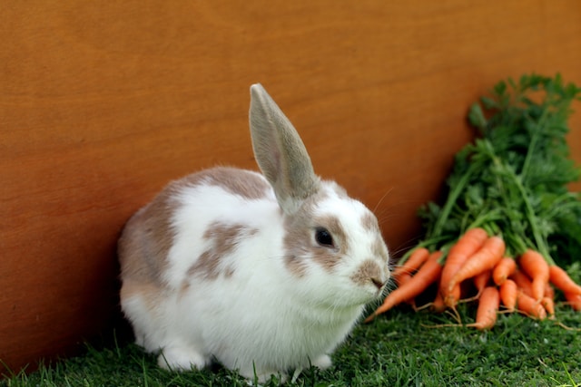 Feeding Netherland Dwarf rabbits