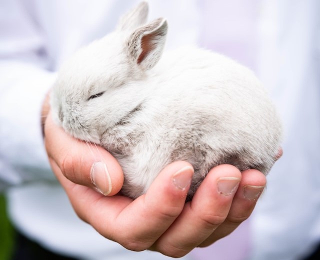 Netherland Dwarf rabbit ancestry